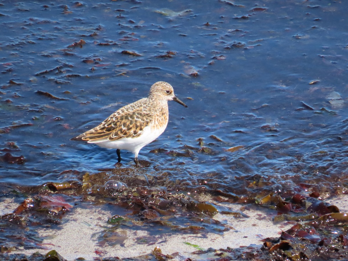 Txirri zuria - ML646388842