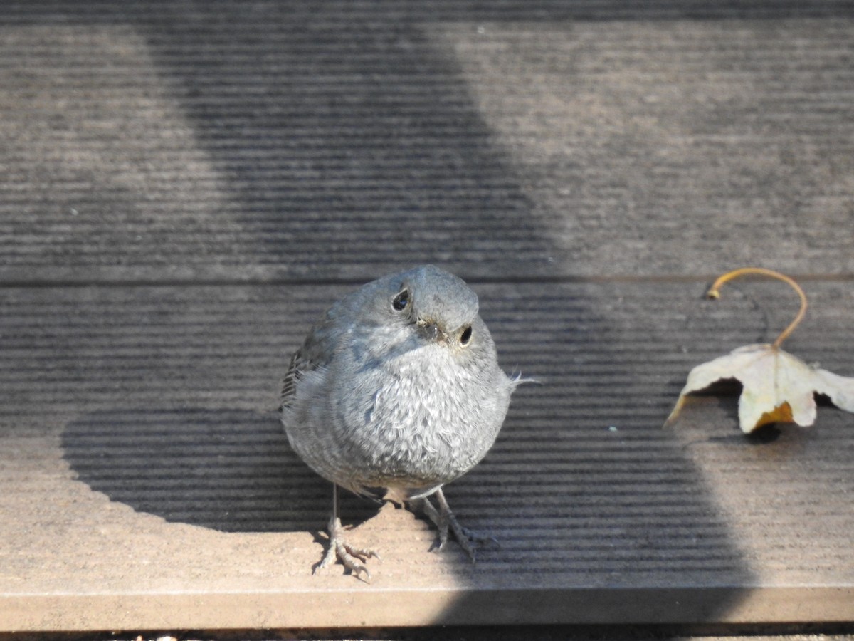 Plumbeous Redstart - ML646388843