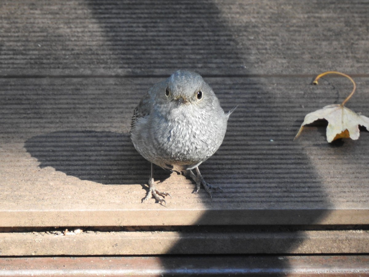 Plumbeous Redstart - ML646388846