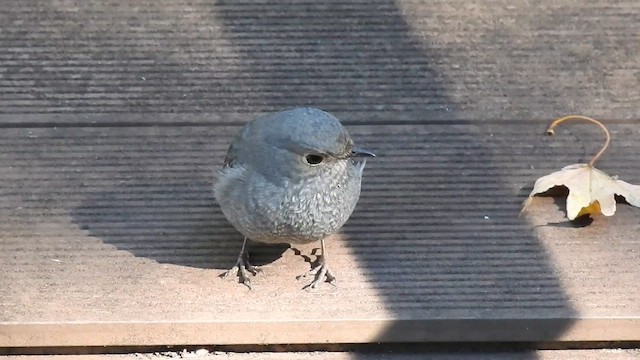 カワビタキ - ML646388847