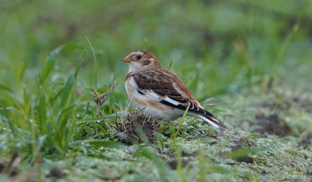 Zigolo delle nevi - ML646388848