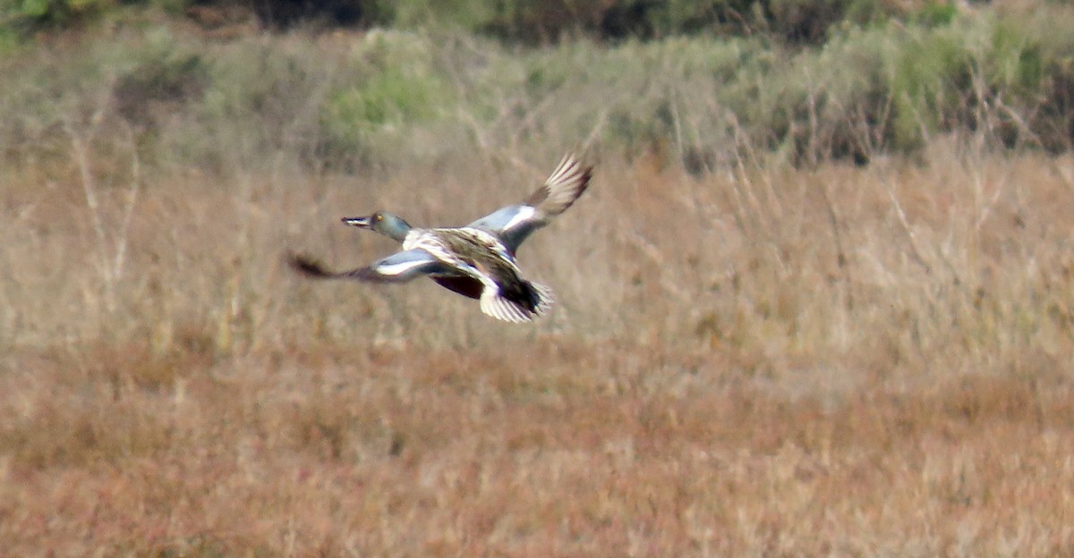 Mestolone - ML646388849