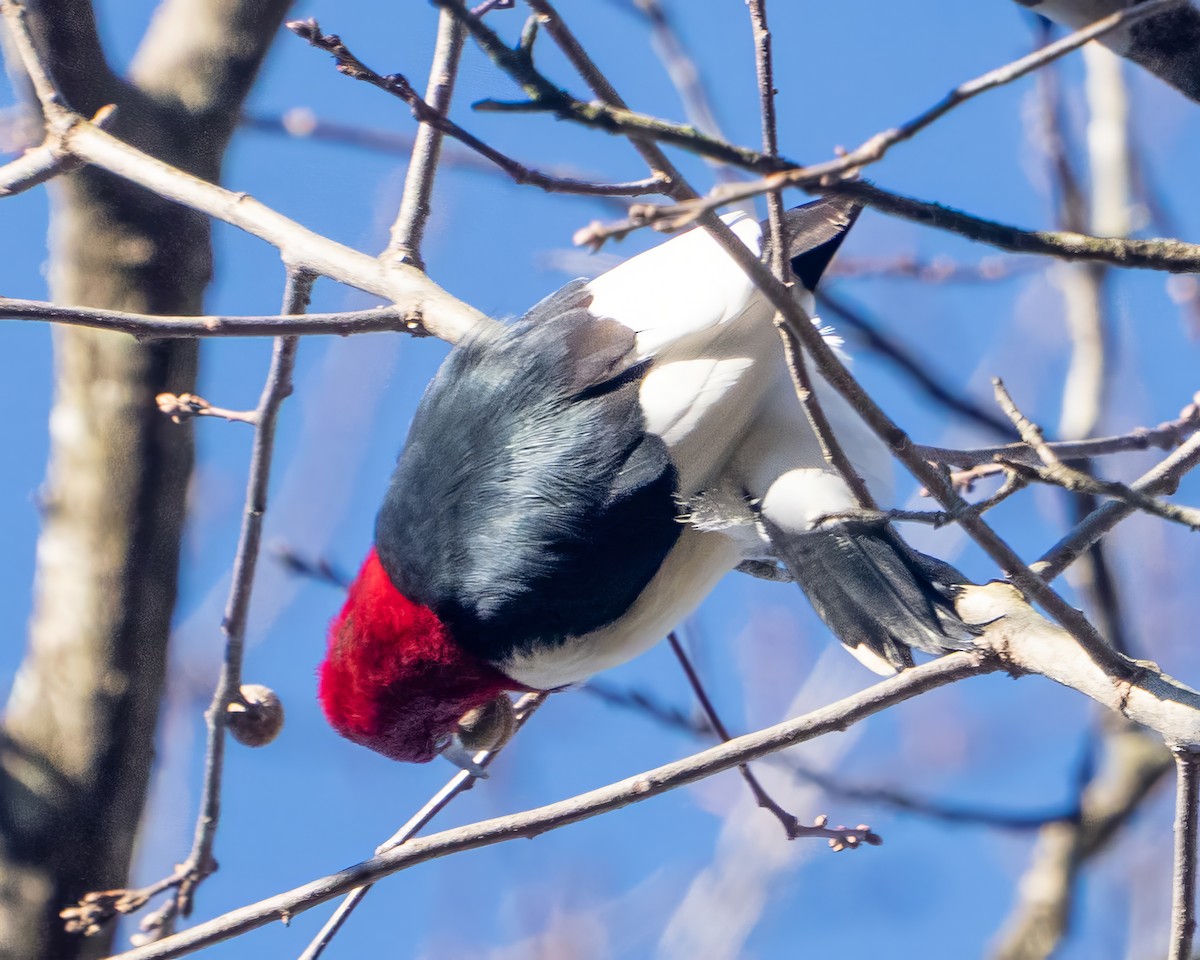 ズアカキツツキ - ML646388851