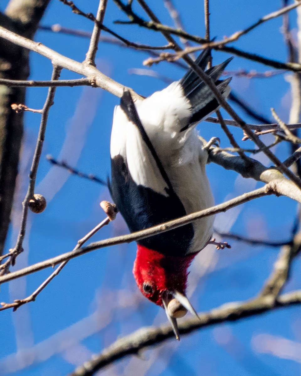 ズアカキツツキ - ML646388852