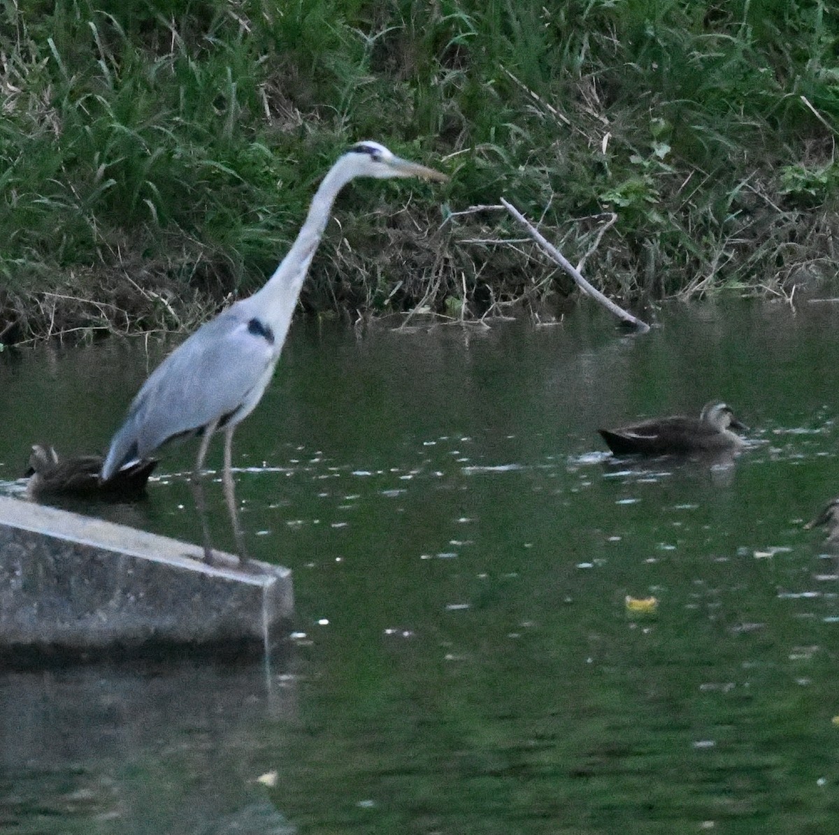 Gri Balıkçıl - ML646388853