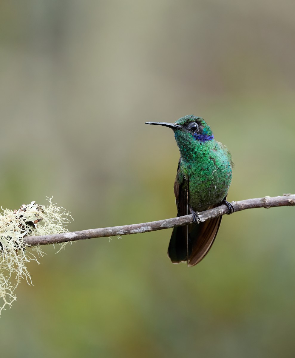 ヒメミドリハチドリ（cyanotus／crissalis） - ML646388854