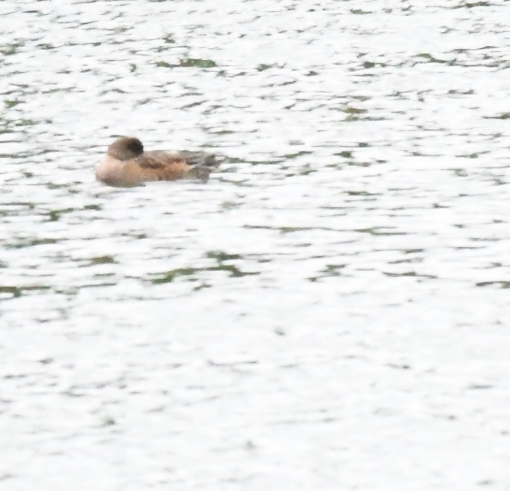 ヒドリガモ - ML646388856