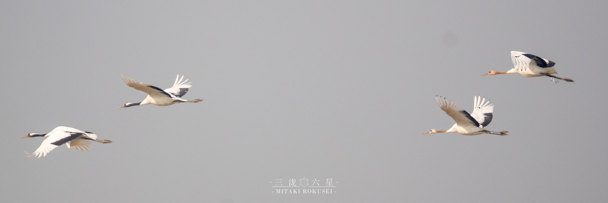 タンチョウ - ML646388857