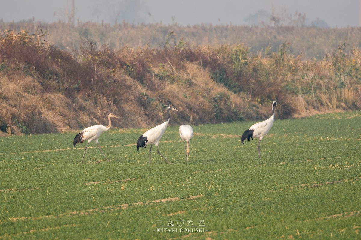 タンチョウ - ML646388858