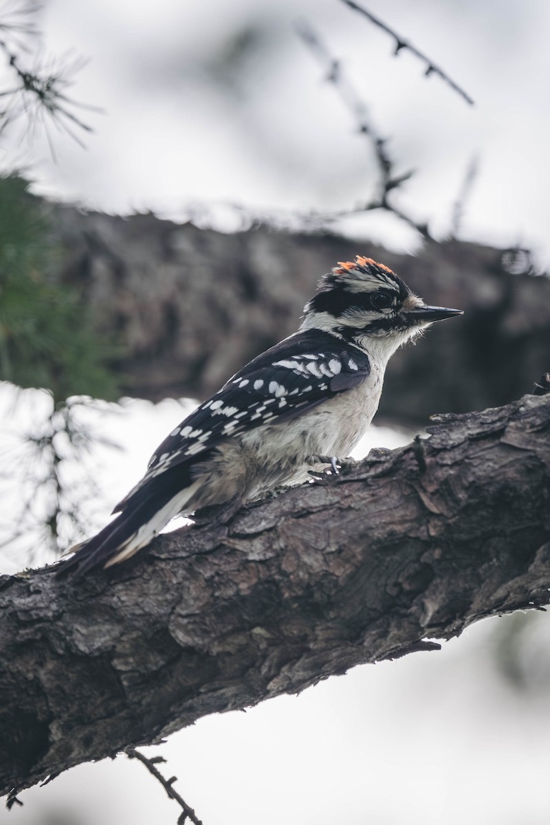 セジロコゲラ - ML646388859