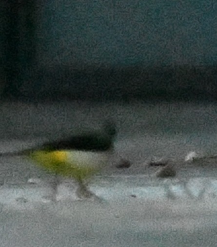 キセキレイ - ML646388860