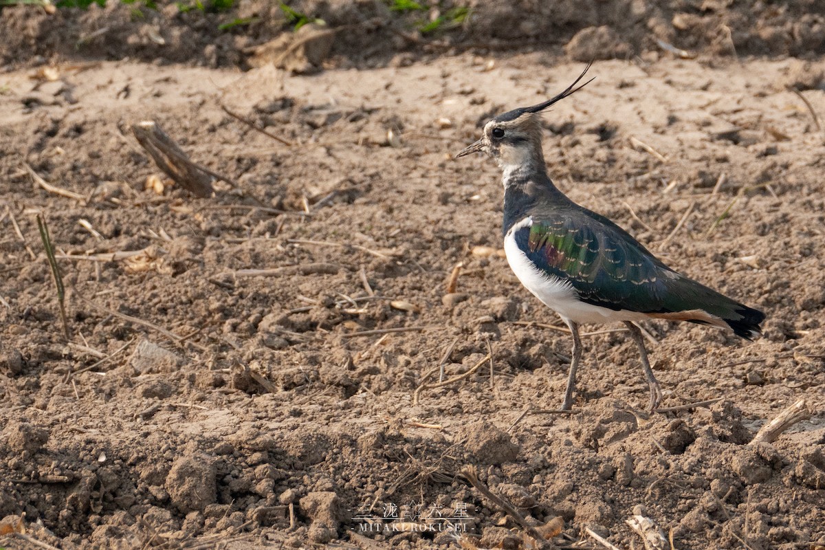 タゲリ - ML646388861