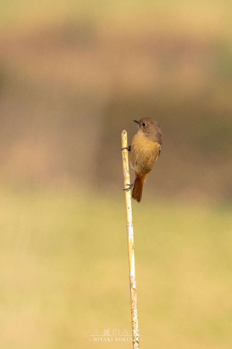 ジョウビタキ - ML646388862