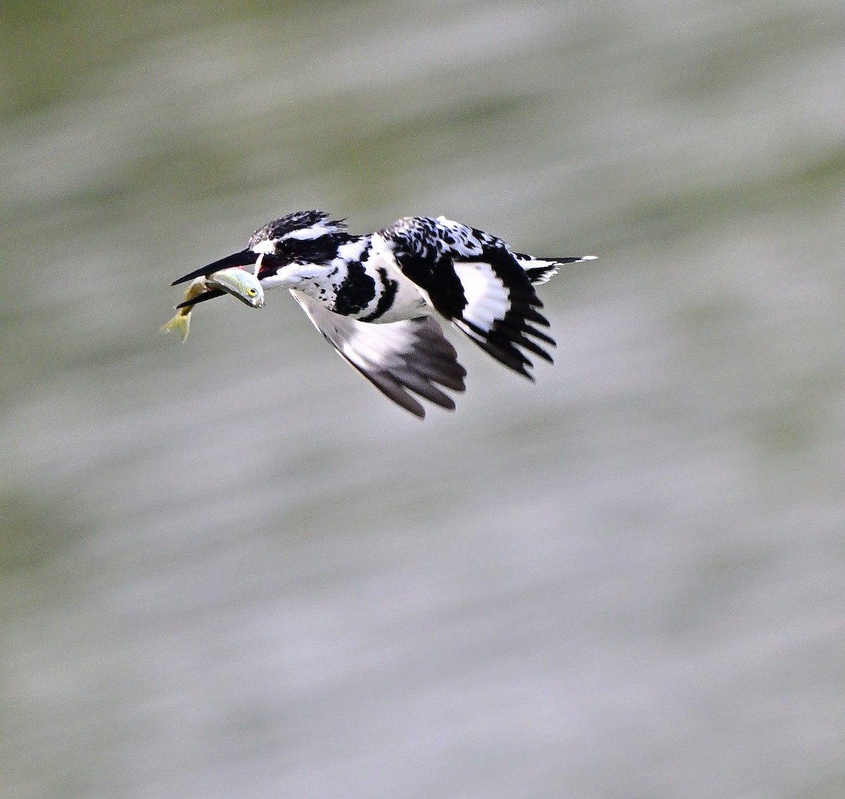 ヒメヤマセミ - ML646388865