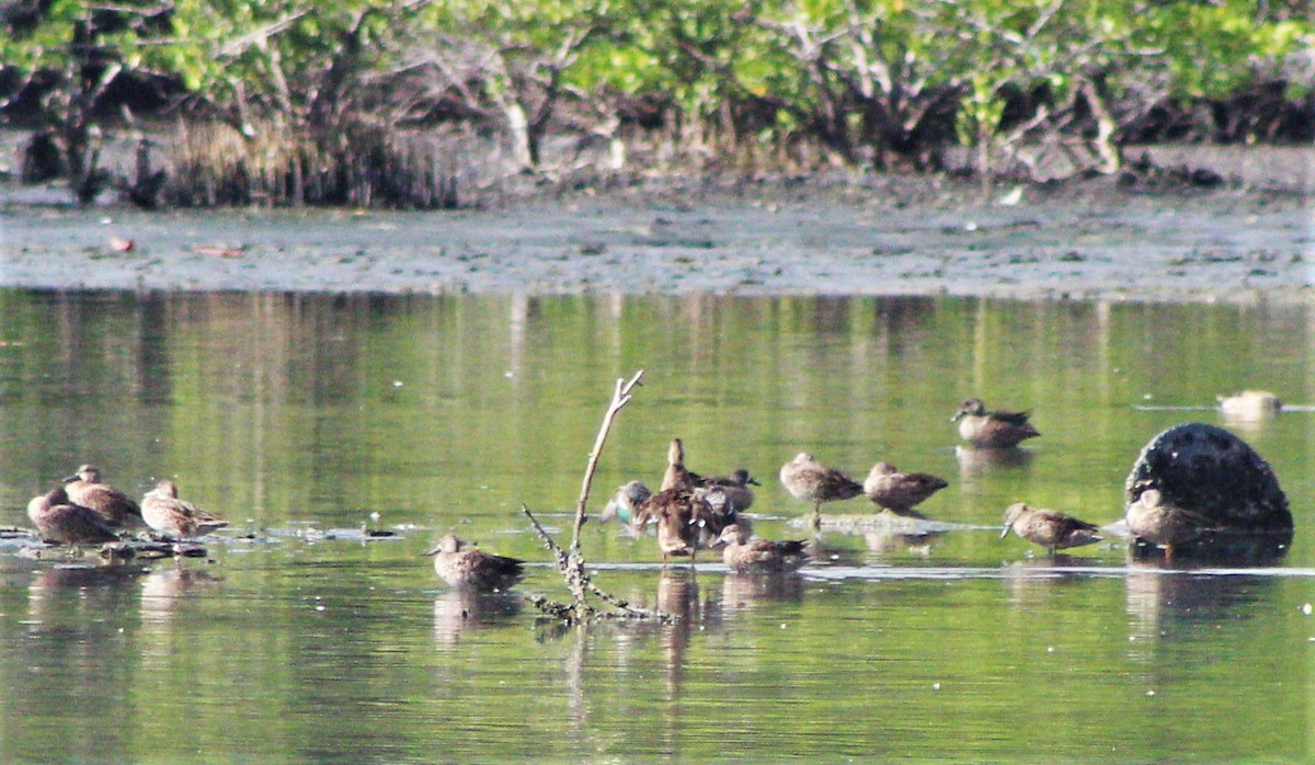 ミカヅキシマアジ - ML646388866