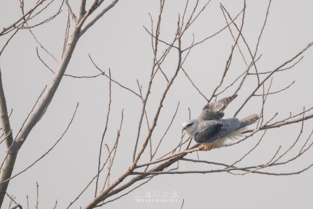 カタグロトビ - ML646388867