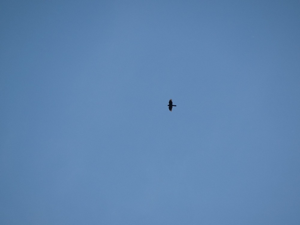 オオタカ - ML646388869