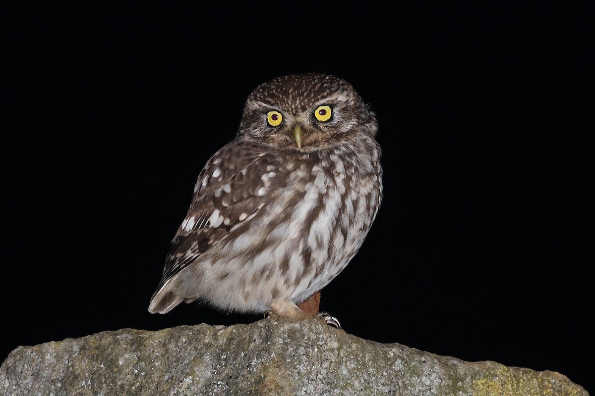 コキンメフクロウ - ML646388870