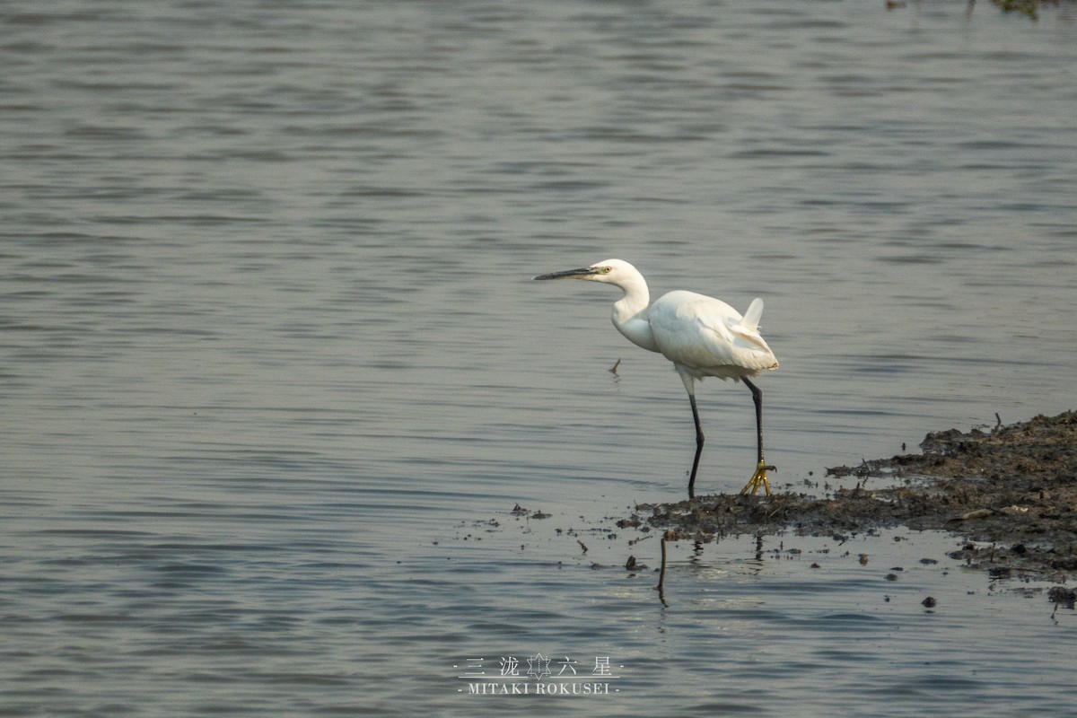 コサギ - ML646388872