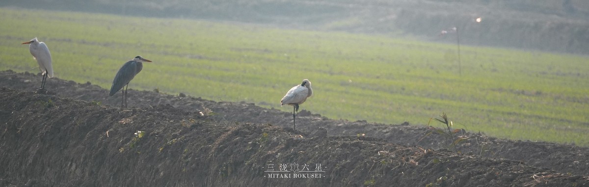 ヘラサギ - ML646388873