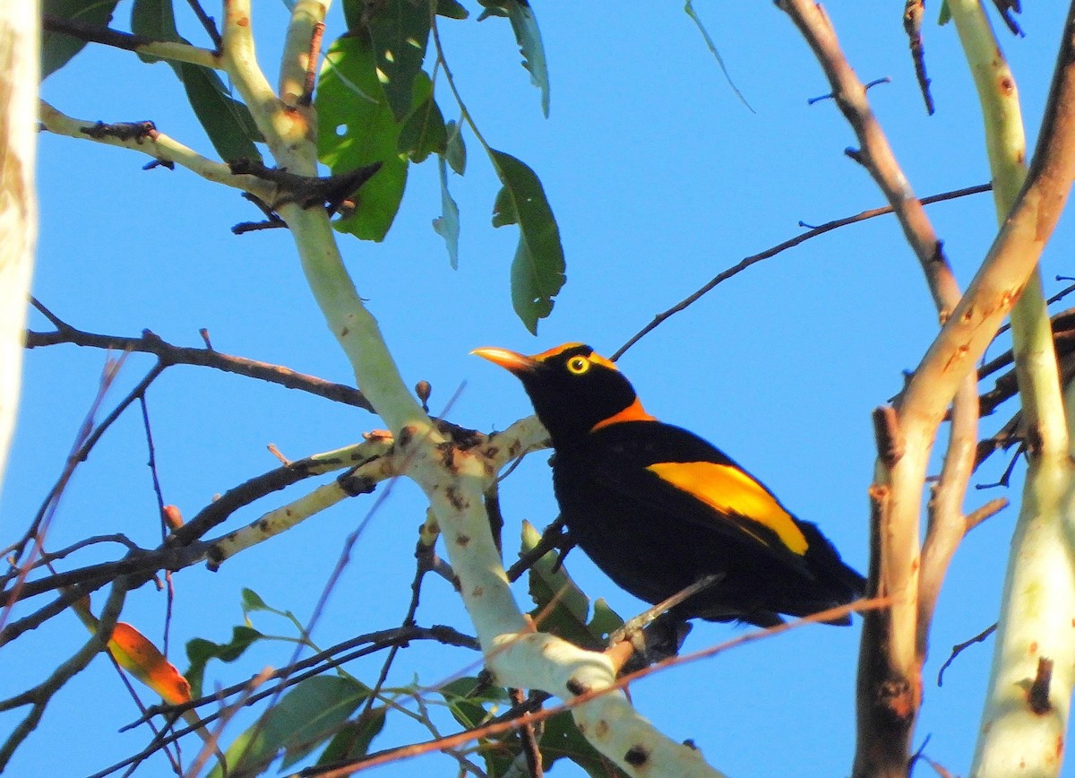 フウチョウモドキ - ML646388874