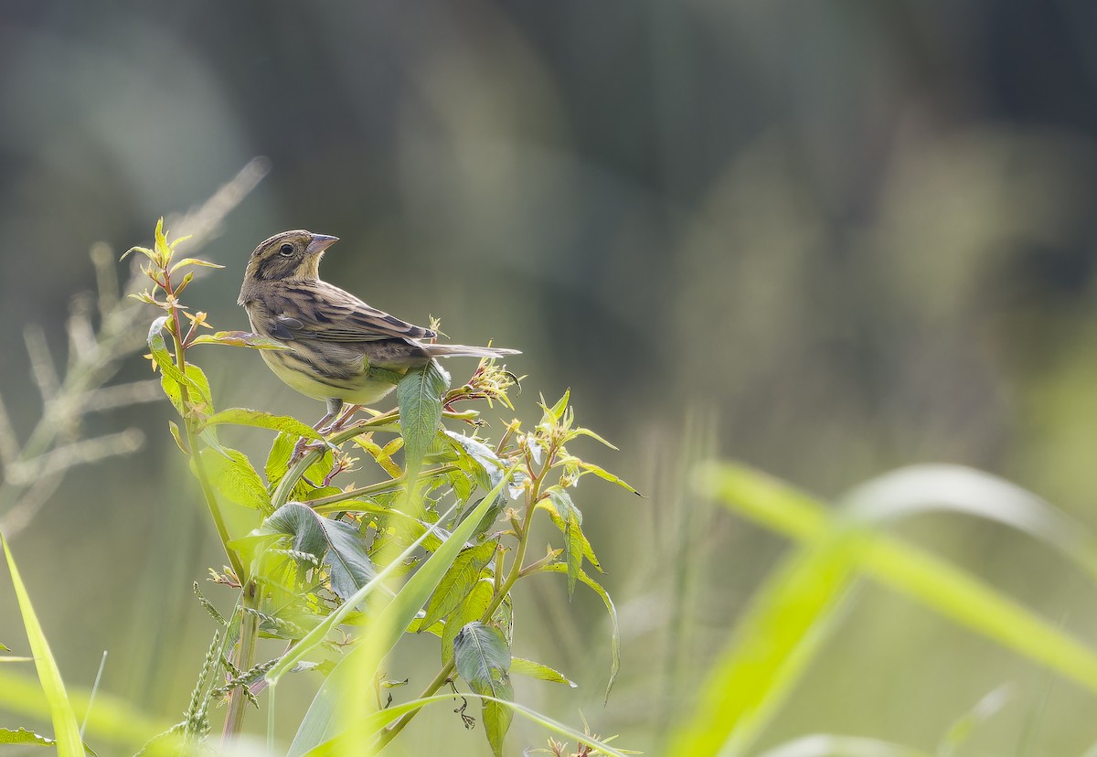 シマアオジ - ML646388875