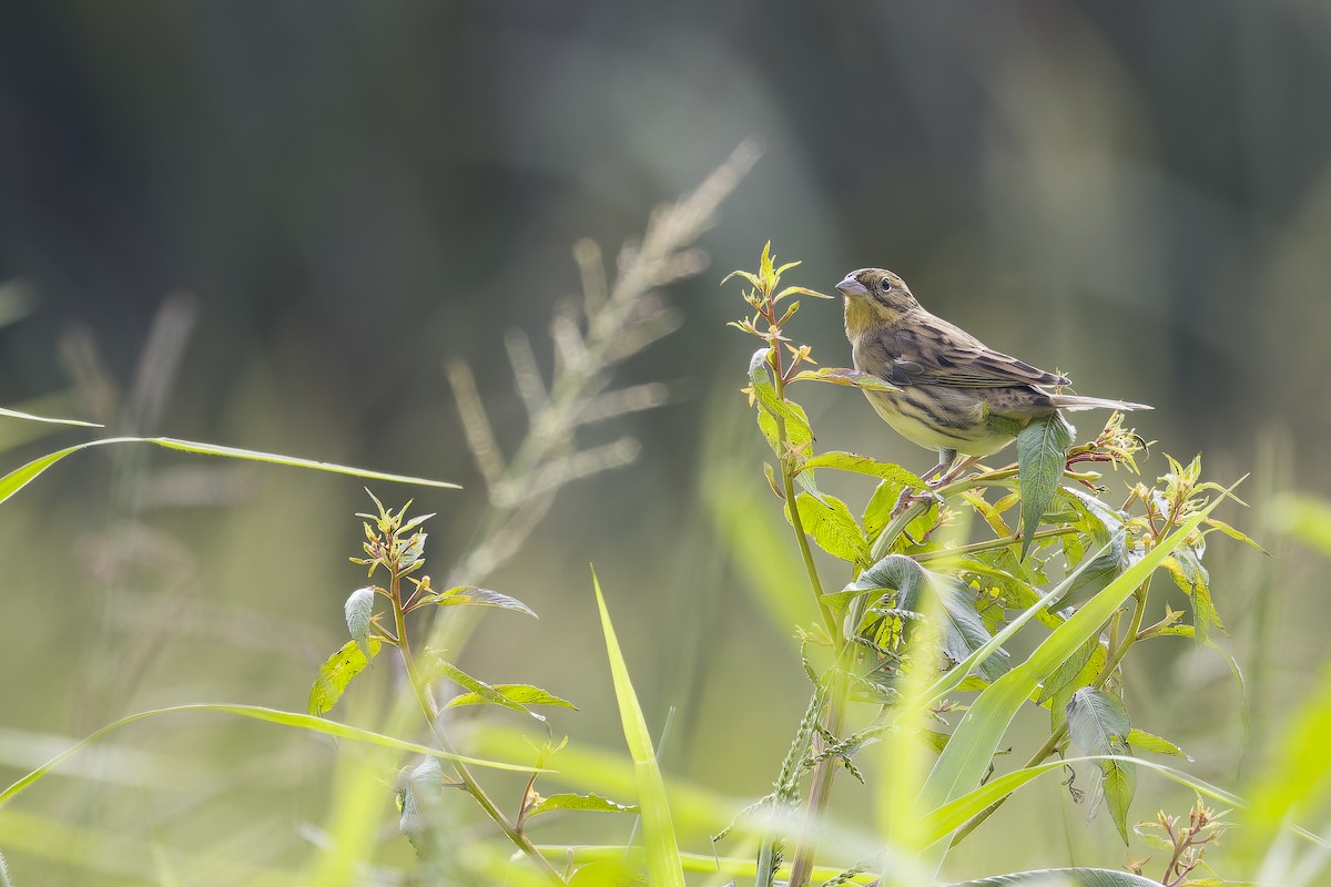 シマアオジ - ML646388876