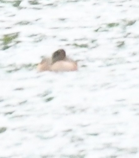 オナガガモ - ML646388877