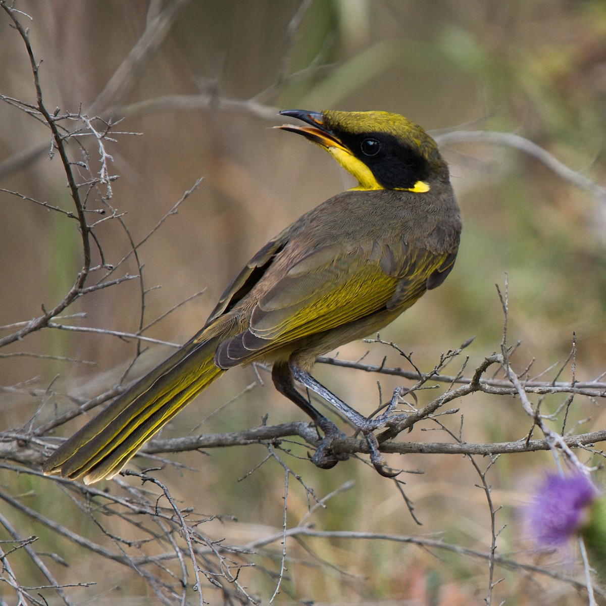 キムネミツスイ - ML646388878