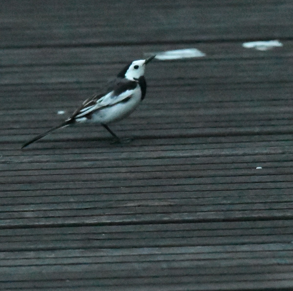 ハクセキレイ - ML646388879