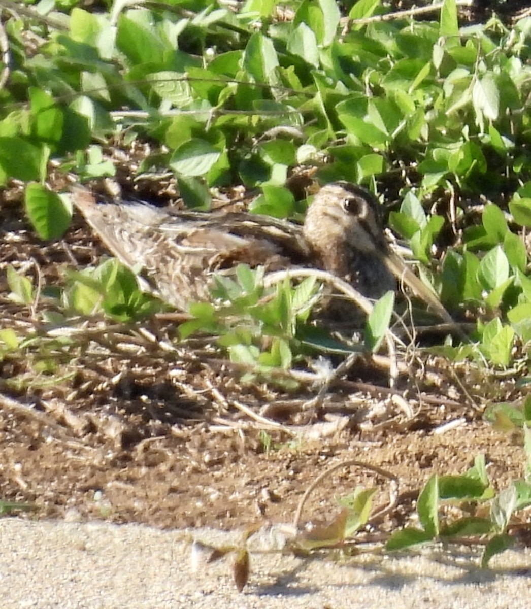 オオジシギ - ML646388880