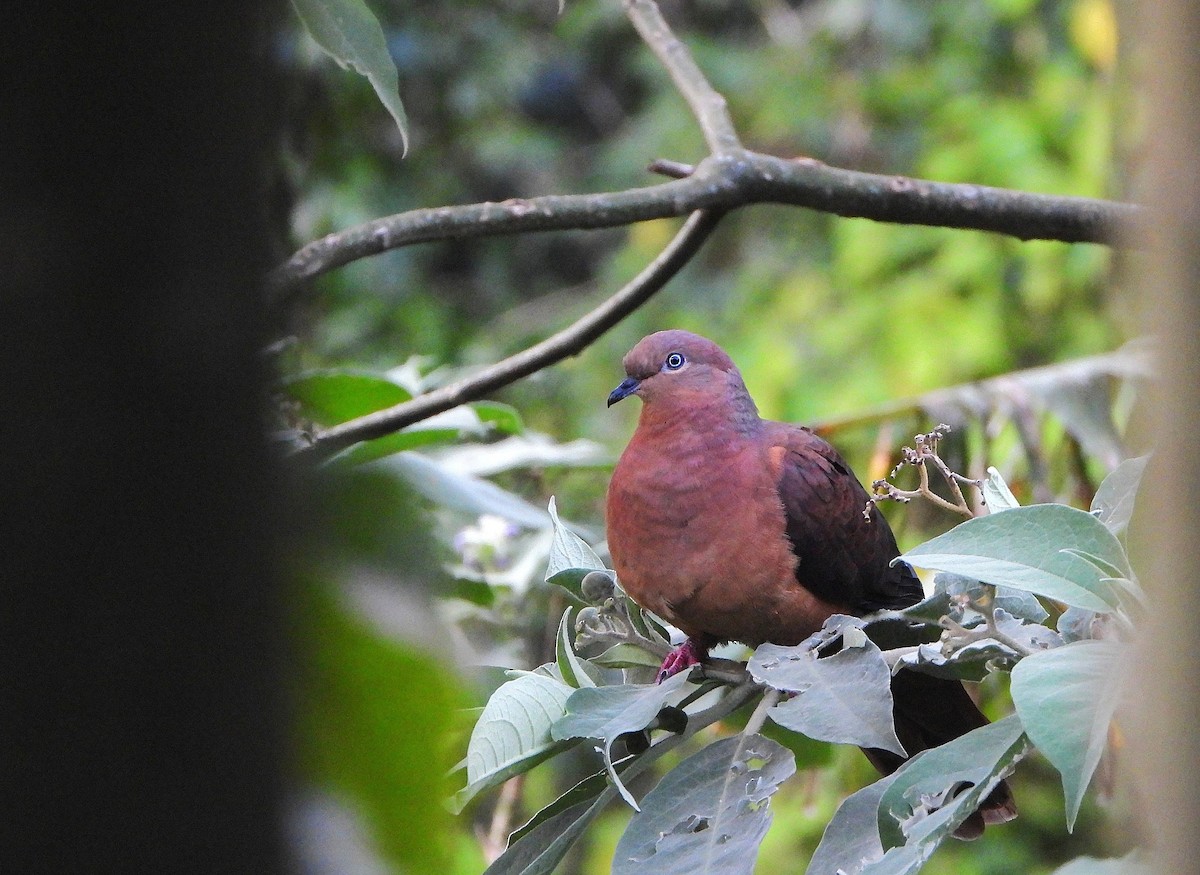 オナガバト - ML646388881