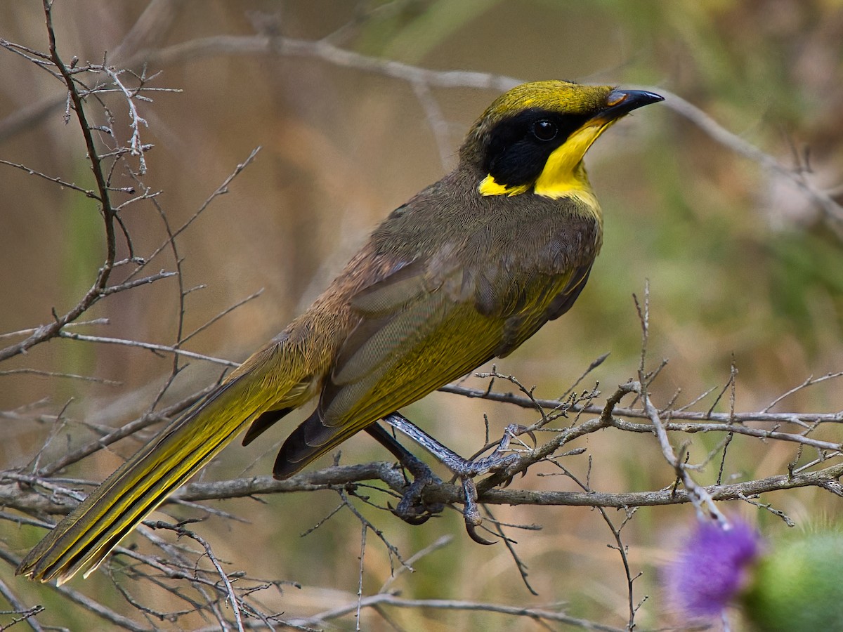 キムネミツスイ - ML646388883