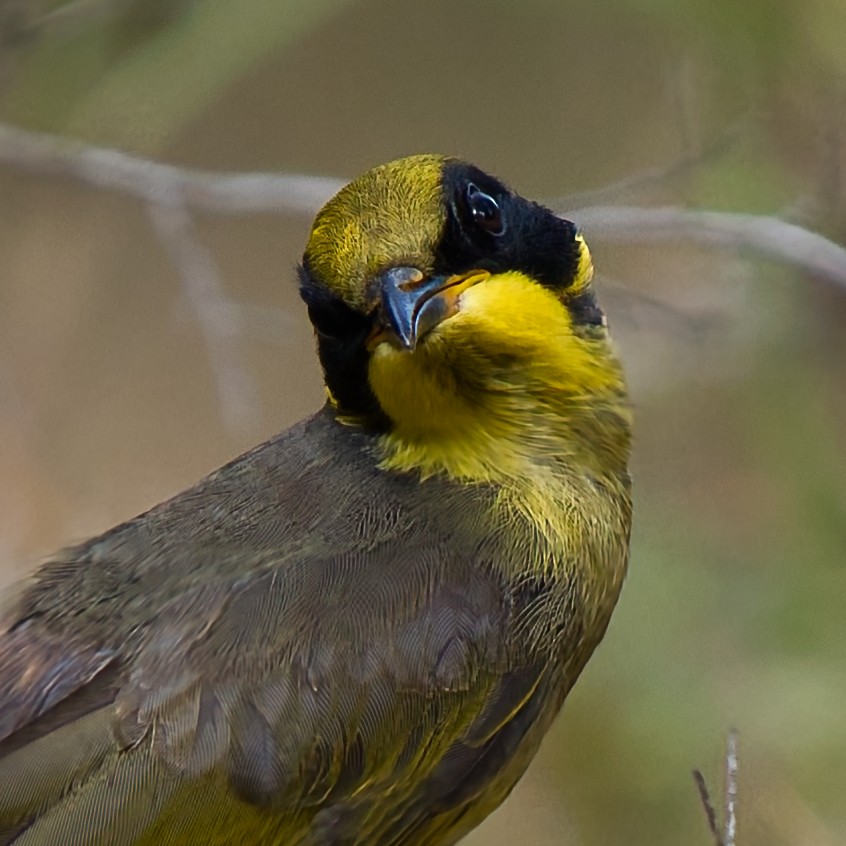 キムネミツスイ - ML646388884