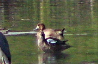 コスズガモ - ML646388885