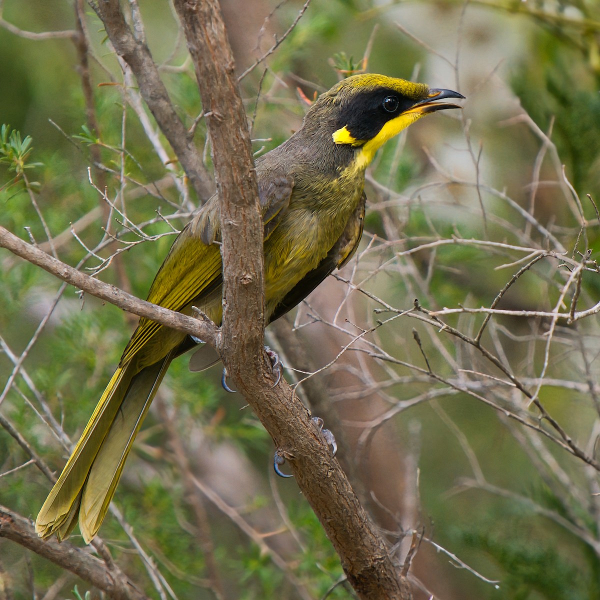 キムネミツスイ - ML646388886