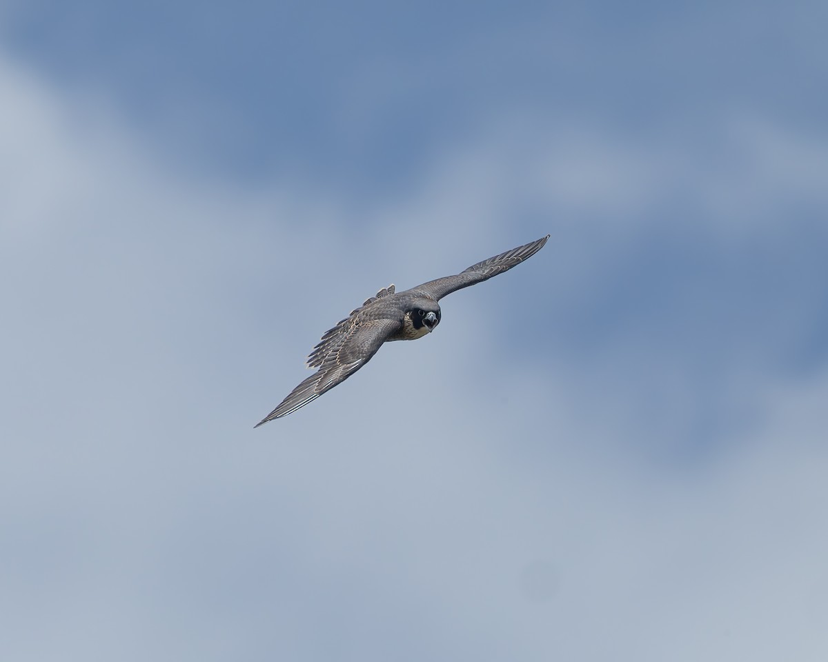 Peregrine Falcon - ML646388887