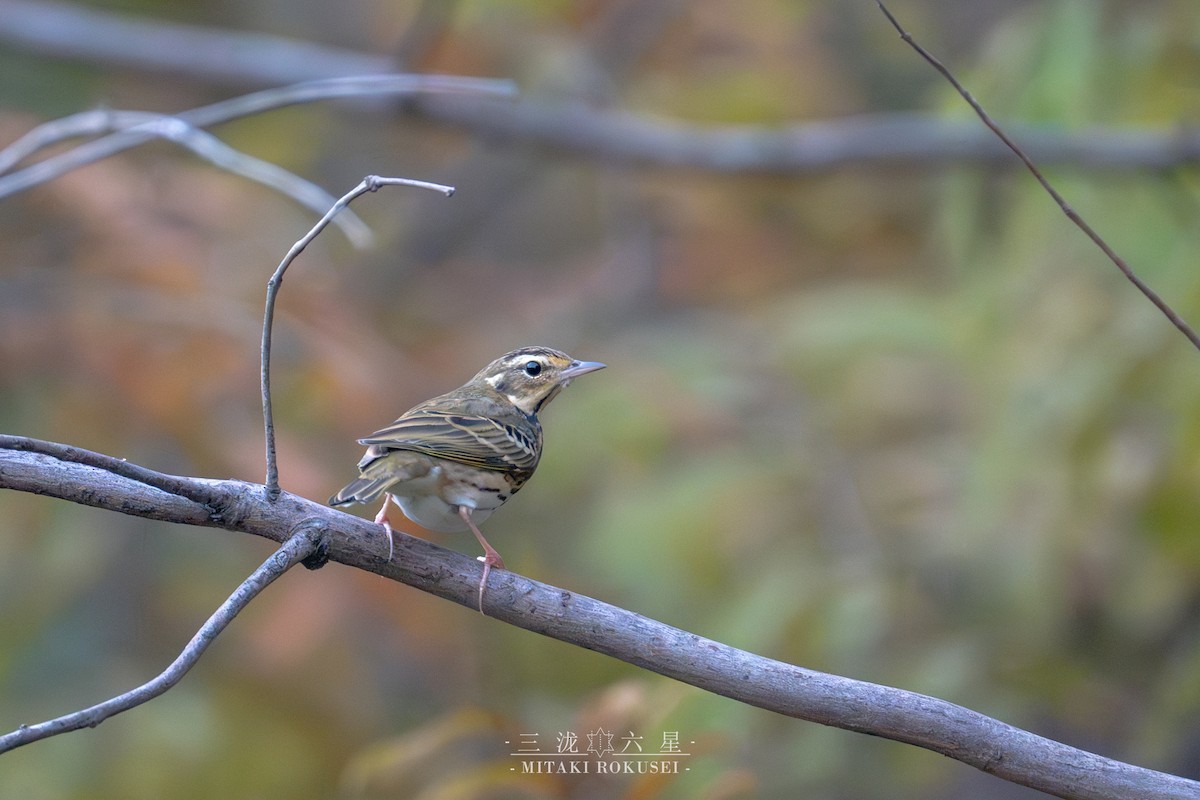 ビンズイ - ML646388888