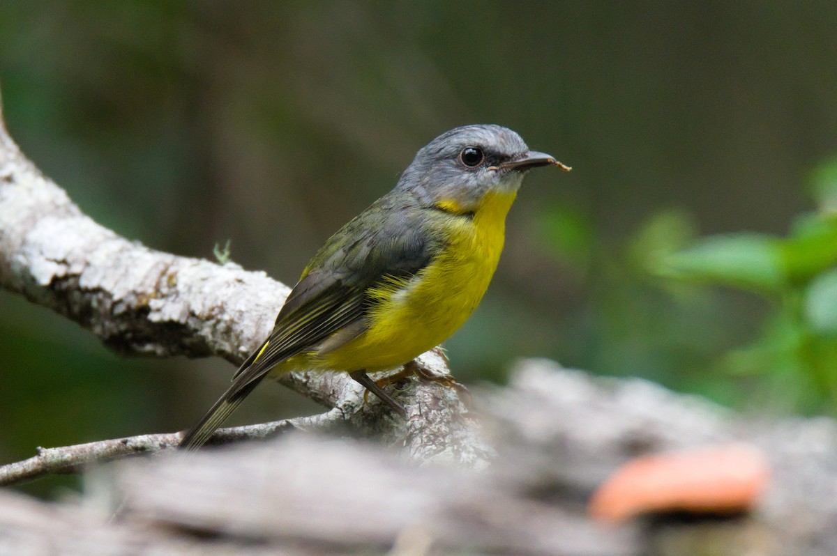 ヒガシキバラヒタキ - ML646388890