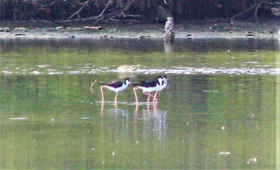 Black-necked Stilt - ML646388891