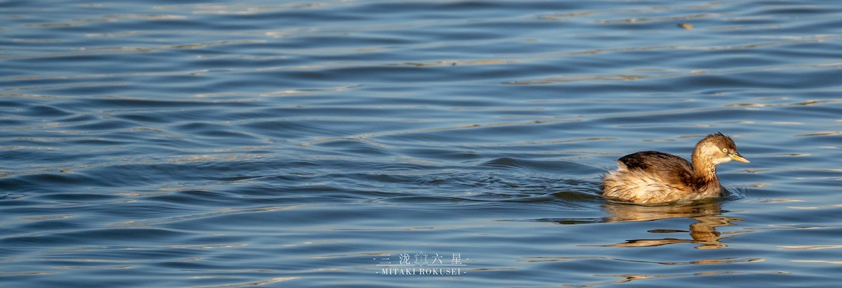 Little Grebe - ML646388895