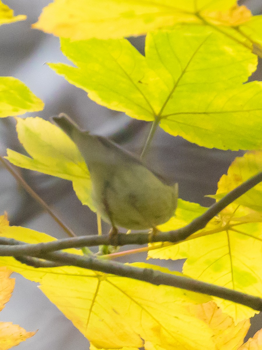 Willow Warbler - ML646388896