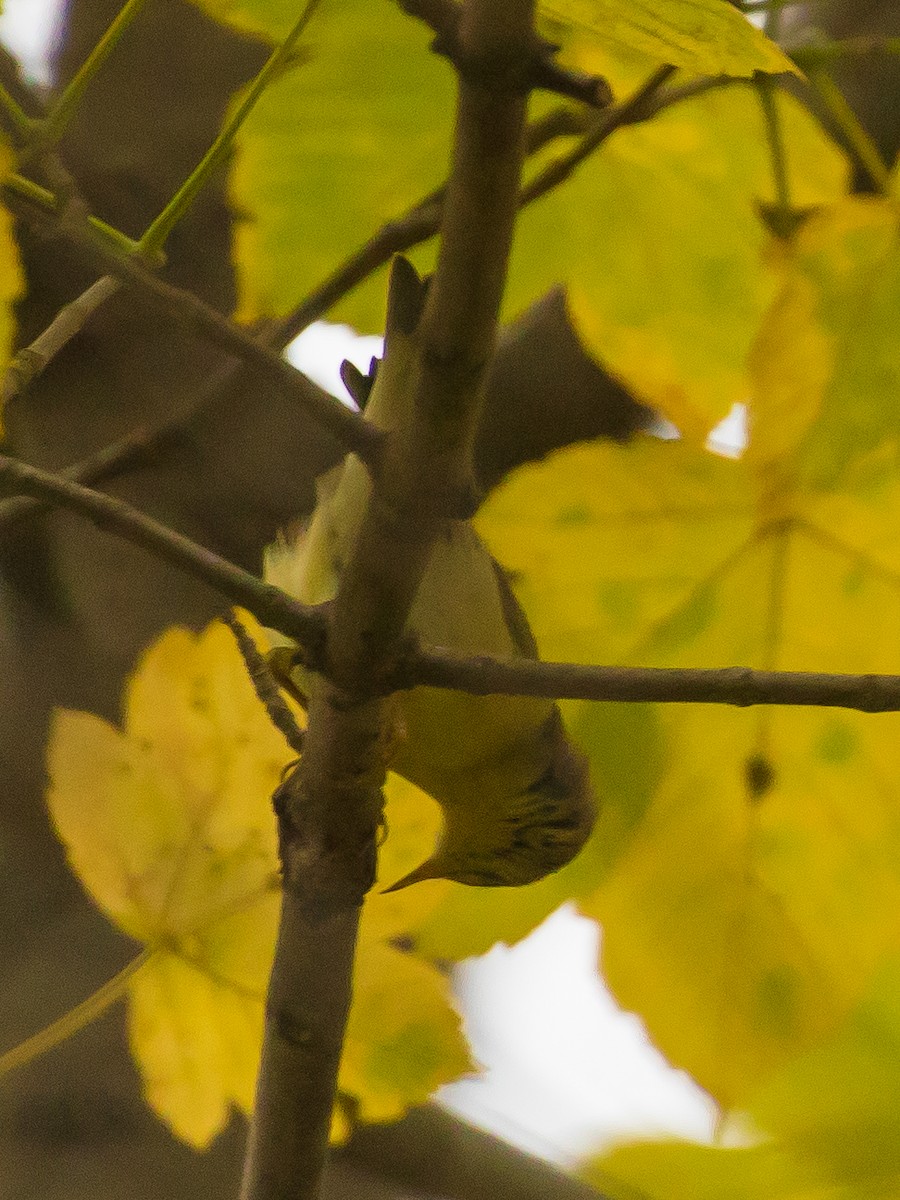 Willow Warbler - ML646388898