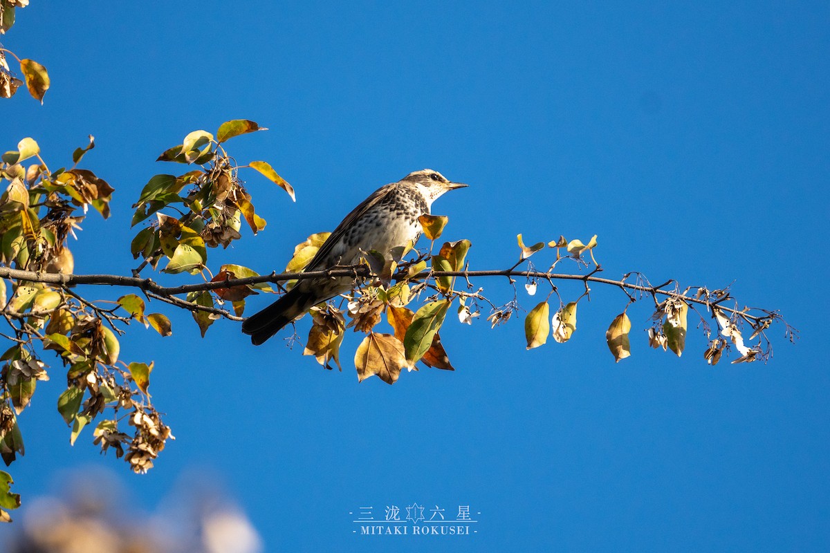 Dusky Thrush - ML646388900