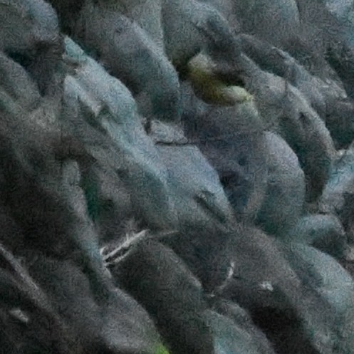 キセキレイ - ML646388902