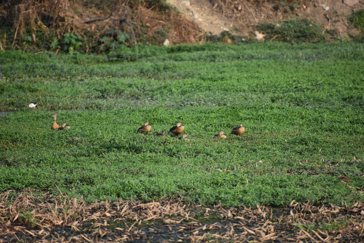 リュウキュウガモ - ML646388903