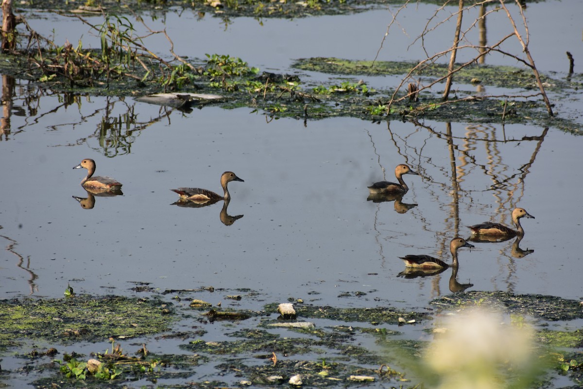 リュウキュウガモ - ML646388904