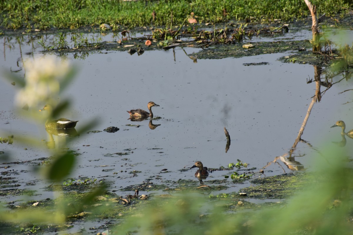 リュウキュウガモ - ML646388905