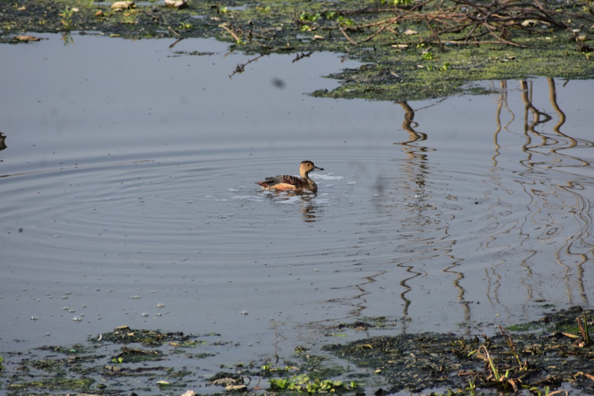 リュウキュウガモ - ML646388906