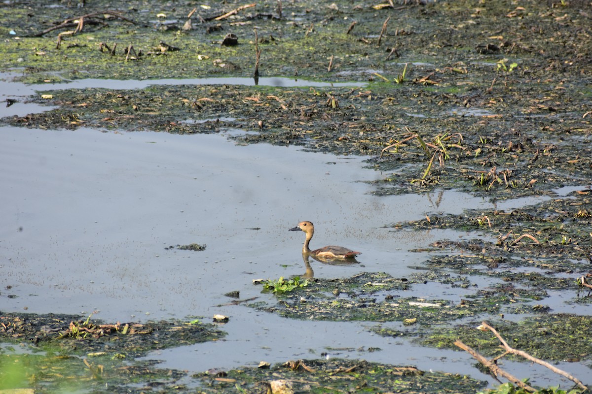 リュウキュウガモ - ML646388907